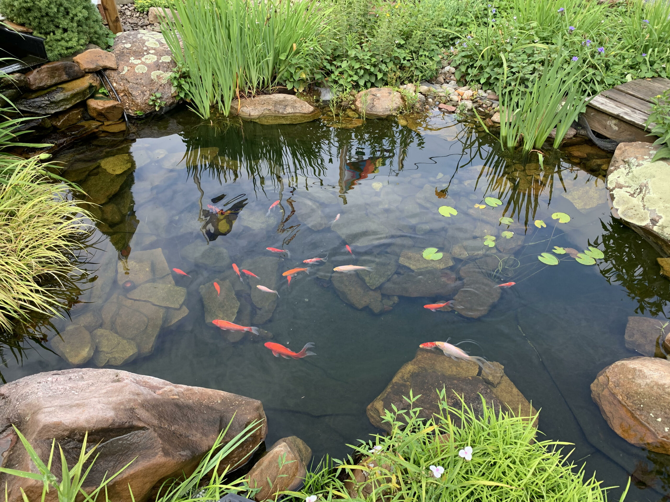 koi pond