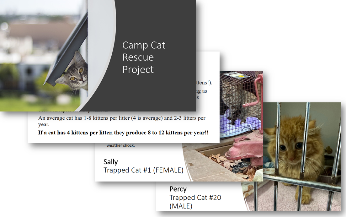 Cat rescue report pages